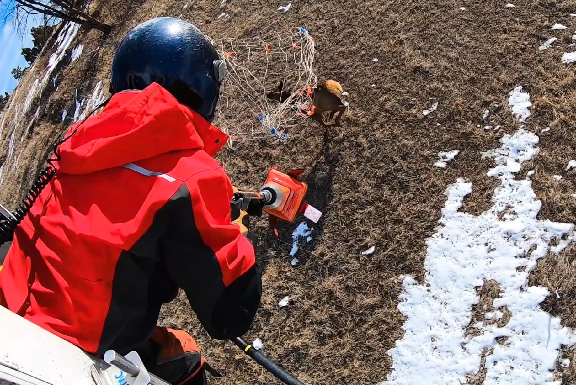 <p>FWP official shoots net at an elk in eastern Montana in 2021 (courtesy of FWP)</p><p>FWP official